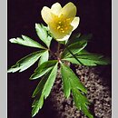 Anemonoides ×lipsiensis (zawilec lipski)