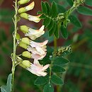 Astragalus mongholicus (traganek błoniasty)