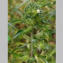 Collomia grandiflora (kollomia główkowata)