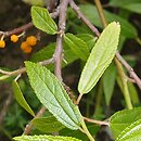 Oreocnide frutescens ssp. frutescens