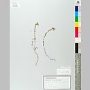 Euphrasia micrantha (świetlik wątły)