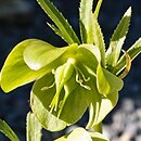 Helleborus multifidus ssp. multifidus