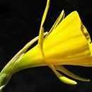 Narcissus bulbocodium (narcyz łuskowaty)
