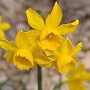 Narcissus flavus