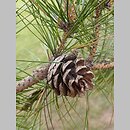 Pinus tabulaeformis (sosna chińska)
