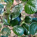 Quercus alnifolia (dąb olcholistny)