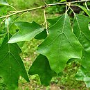 Quercus ilicifolia (dąb niedźwiedzi)