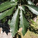 Quercus ithaburensis (dąb tabor)