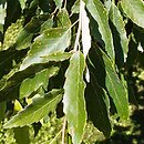 Quercus serrata (dąb piłkowany)