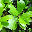 Quercus spinosa