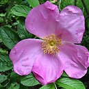 Rosa ×centifolia (róża stulistna)