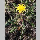 Taraxacum pulchrifolium (mniszek pięknolistny)