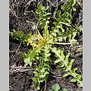 Taraxacum undulatum (mniszek kędzierzawy)