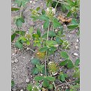 Trifolium lappaceum (koniczyna łopianowata)