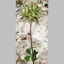 Trifolium stellatum (koniczyna gwiazdkowata)