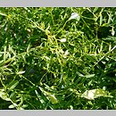 Vicia articulata (wyka jednokwiatowa)