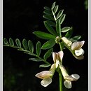 Vicia pannonica (wyka pannońska)