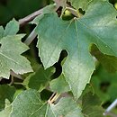 Vitis arizonica (winorośl arizońska)