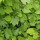 Vitis riparia (winorośl pachnąca)