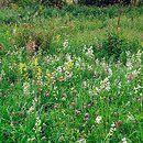 Arrhenatheretum elatioris - łąka rajgrasowa