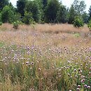 Poa pratensis-Festuca rubra - łąka z wiechliną łąkową i kostrzewą czerwoną