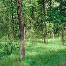 Potentillo albae-Quercion petraeae - wschodniośrodkowoeuropejskie kserotermiczne lasy dębowe