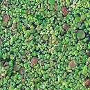 Lemnion gibbae - zbiorowiska rzęs wód eutroficznych