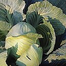 Brassica oleracea var. capitata (kapusta warzywna głowiasta)