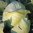 Brassica oleracea var. capitata f. alba (kapusta warzywna głowiasta biała)