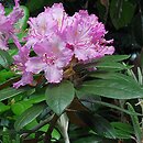 Rhododendron smirnowii (różanecznik Smirnowa)