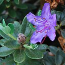Rhododendron telmateium (różanecznik bagienny)
