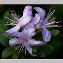 Rhododendron impeditum (różanecznik gęsty)