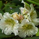 Rhododendron brachycarpum (różanecznik krótkoowocowy)