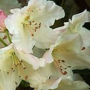 Rhododendron Karl Sauerborn