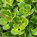 Saxifraga ×urbium (skalnica cieniolubna)