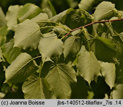 Tilia ×flavescens (lipa żółknąca)