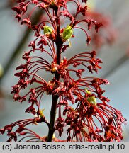 Acer rubrum (klon czerwony)