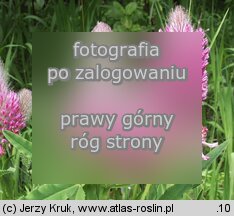 Trifolium rubens