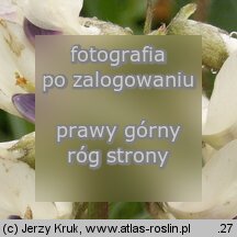 Astragalus australis (traganek jasny)