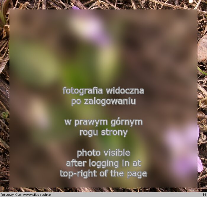 Viola collina (fiołek pagórkowy)