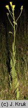 Crepis biennis (pępawa dwuletnia)
