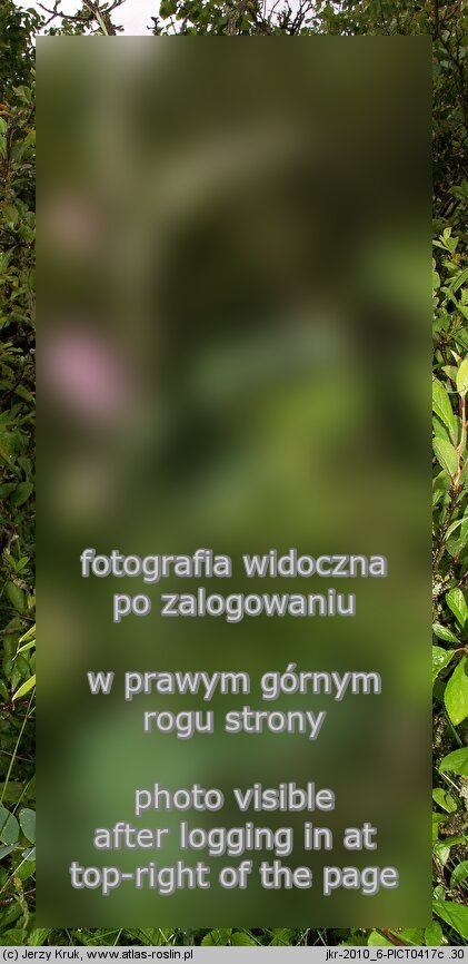 Lathyrus pisiformis (groszek wielkoprzylistkowy)