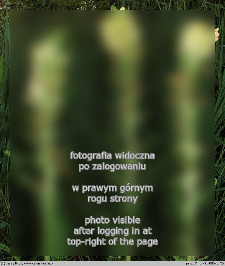 Pedicularis kaufmannii (gnidosz stepowy)