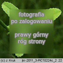 Trifolium patens (koniczyna odstająca)