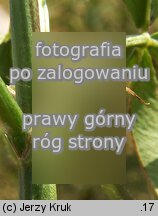 Trifolium resupinatum var. majus (koniczyna skręcona większa)