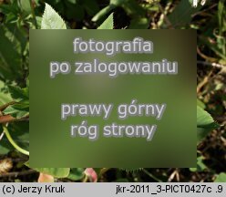 Trifolium resupinatum var. majus (koniczyna skręcona większa)
