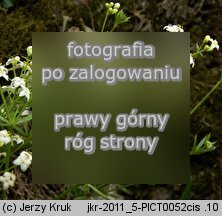 Galium cracoviense (przytulia krakowska)