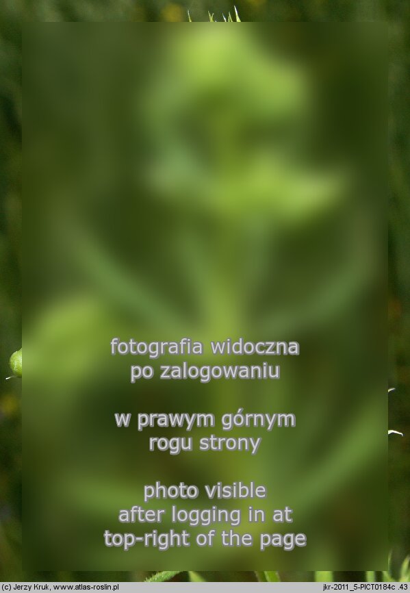 Galium spurium ssp. spurium (przytulia fałszywa typowa)