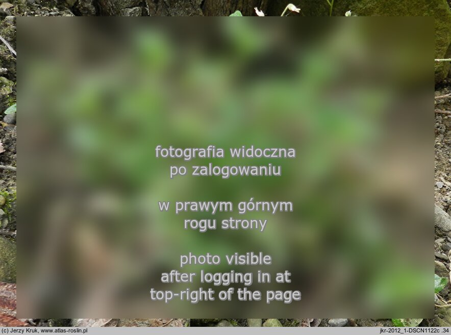 Cerastium macrocarpum (rogownica wielkoowockowa)