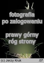 Festuca guestphalica (kostrzewa długolistna)